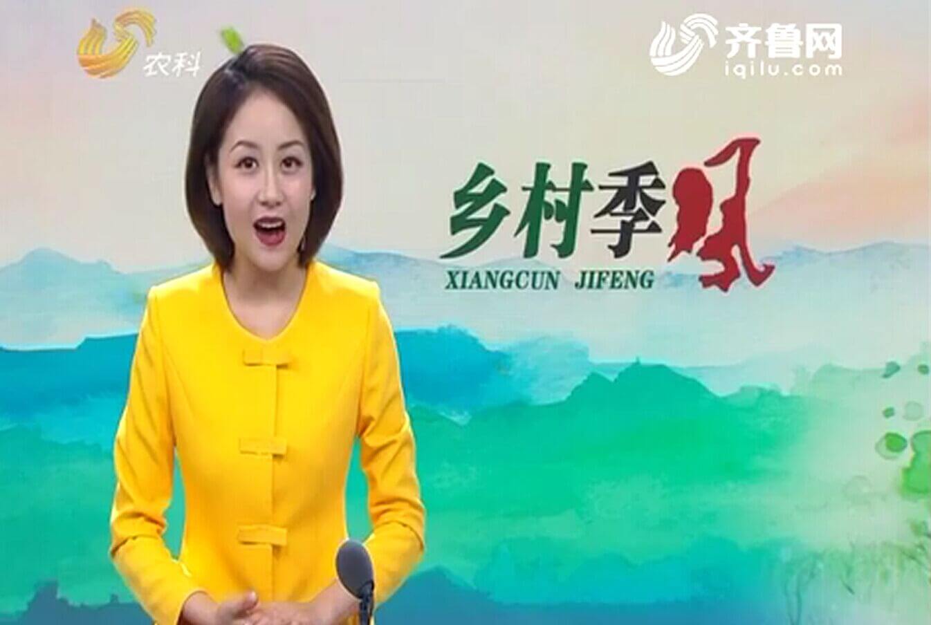 執著長毛兔
