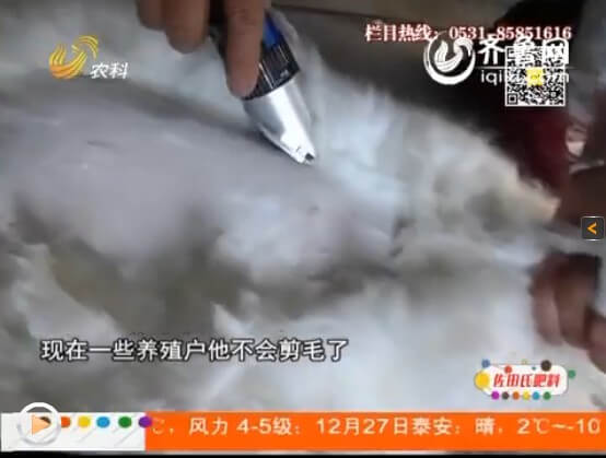 長毛兔選擇散養(yǎng)會(huì)面臨什么問題？