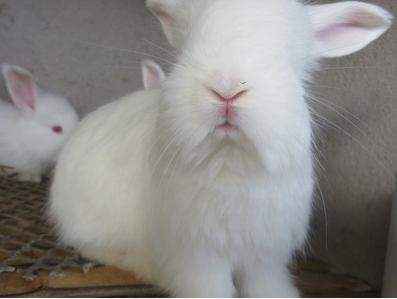 巨型安哥拉兔的種類以及其飼養事項